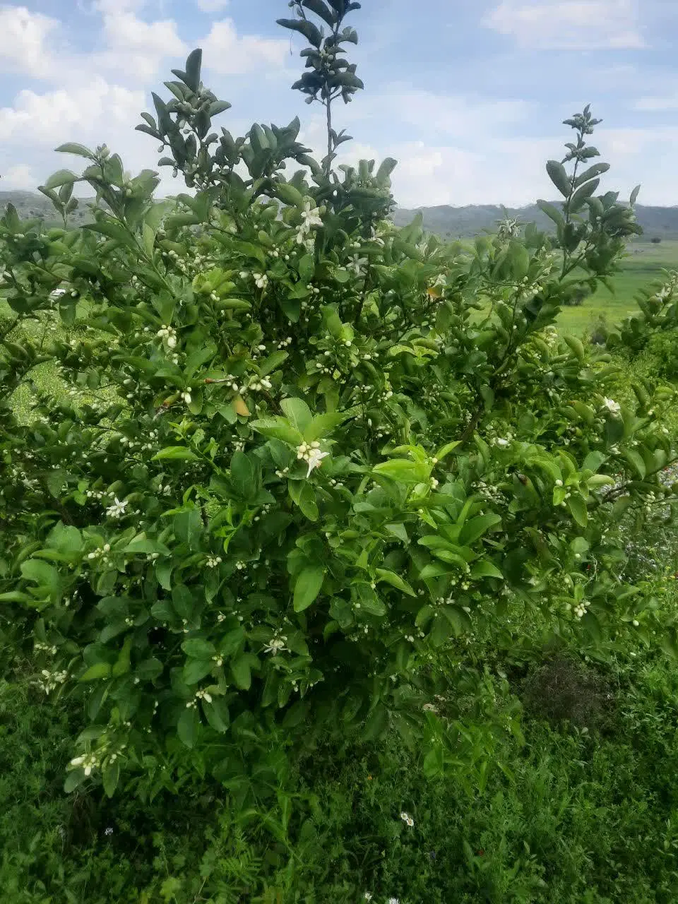 یک هکتار زمین باغی و زراعی دارای در ماهور باشت