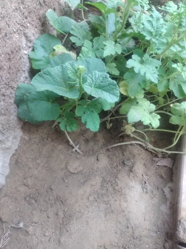 فروش ۱۵۷زمین نزدیک ب مرکز شهر