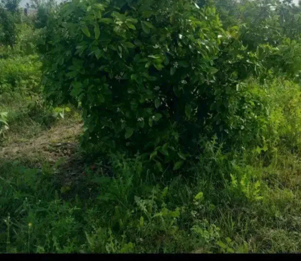 فروش زمین باغی