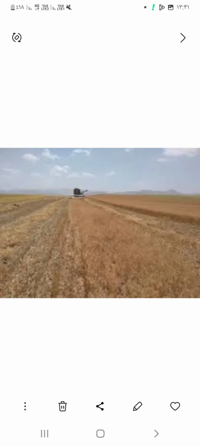 اجاره ومشارکت زمین کشاورزی دیم کاملینا وگندم وجو