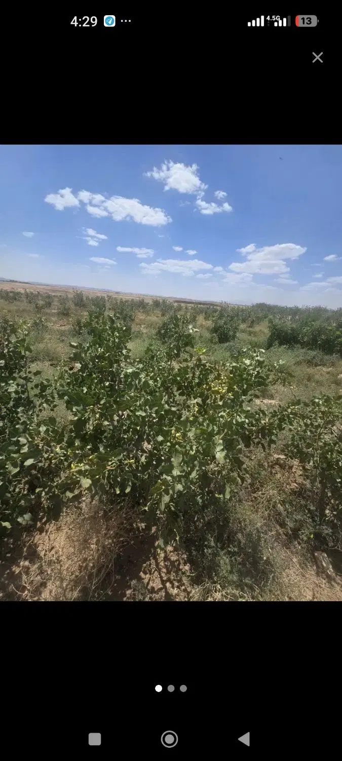 باغ پسته و انگور