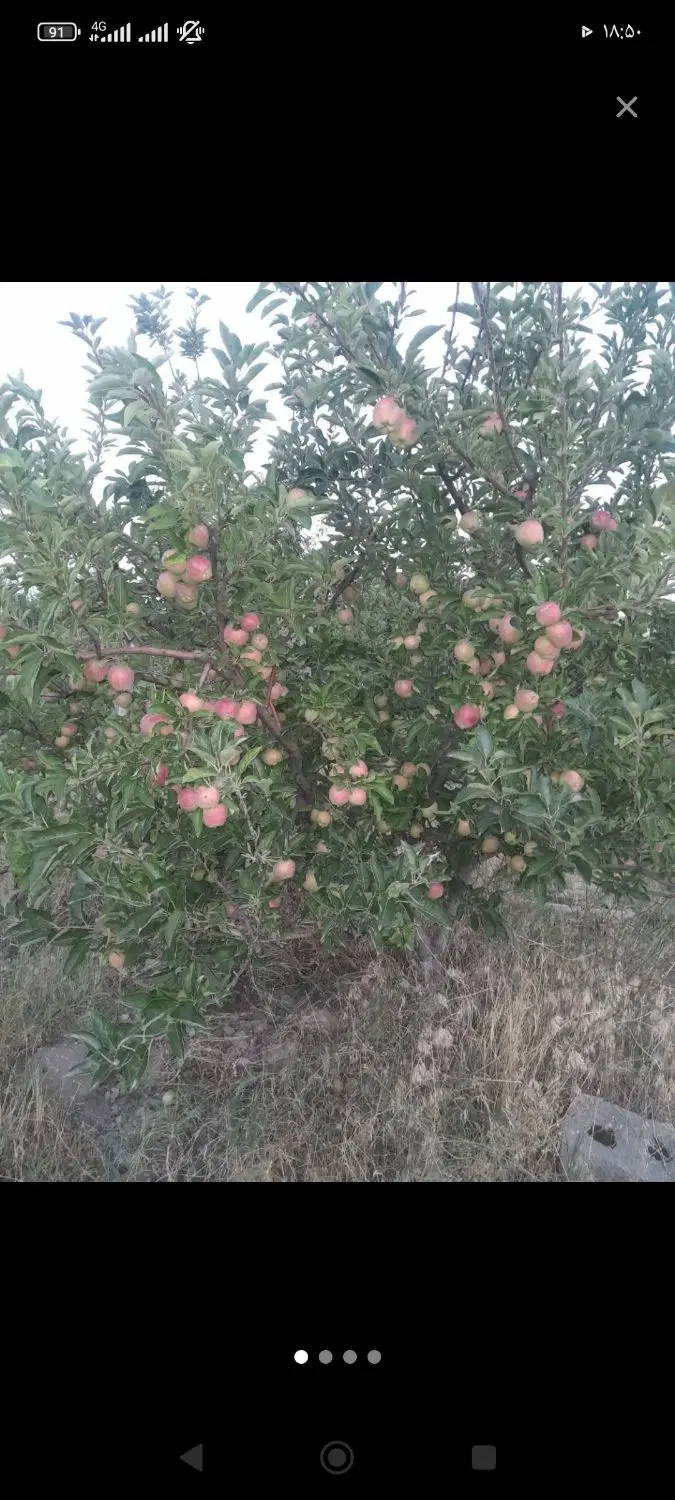 سیب روی درخت