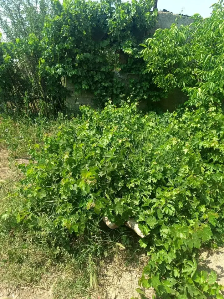 باغ  روستای کاظم آباد