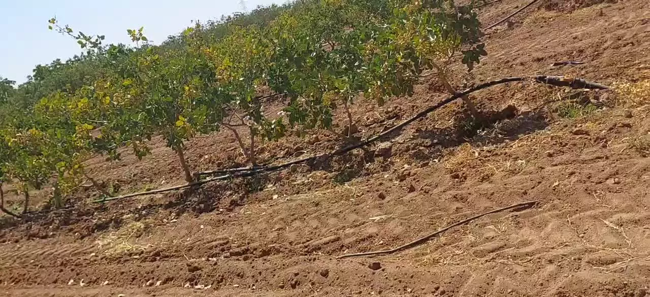 فروش باغ پسته ۱۲ساله