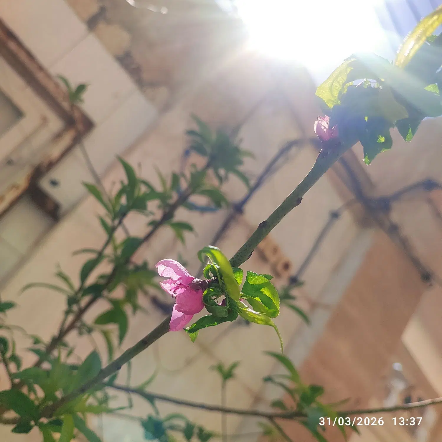 باغچه 400متری جاده صومعه