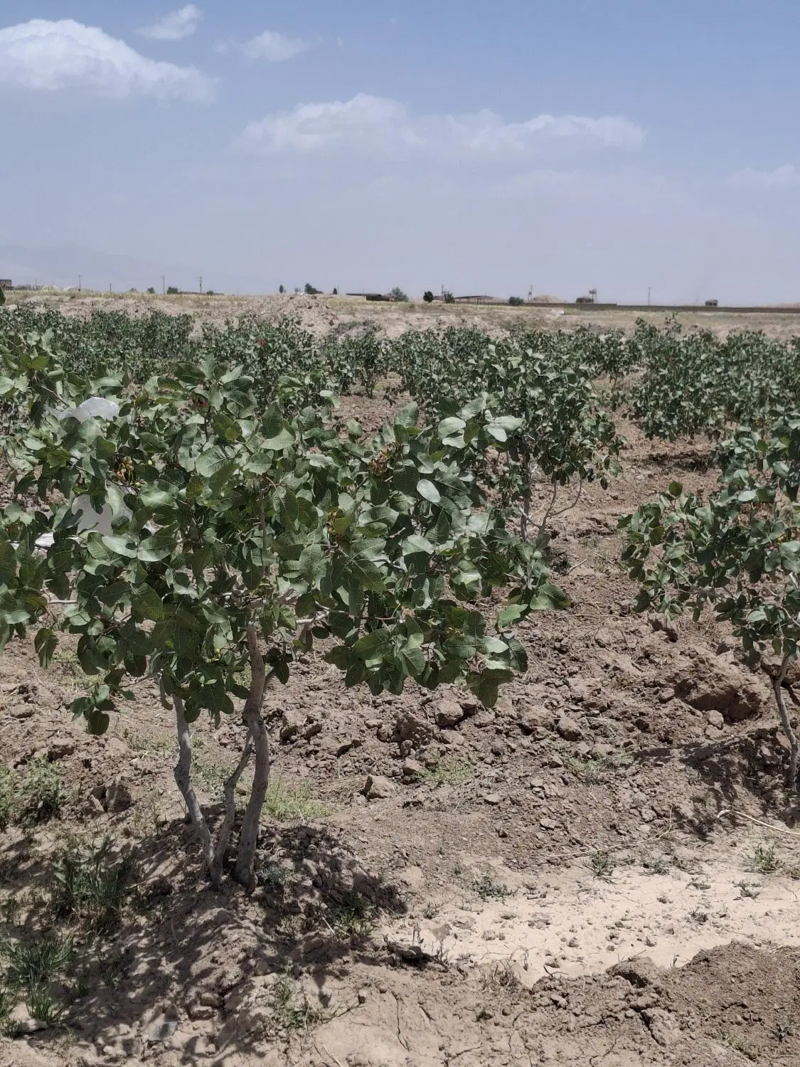 فروش باغ پسته