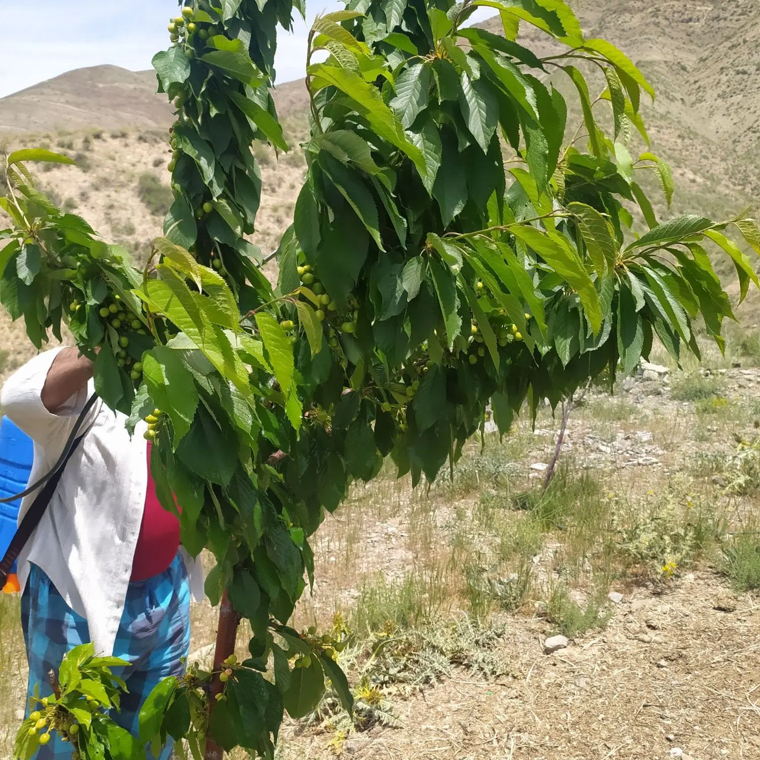 باغ ۵۰۰ متری با سند ۶ دانگ