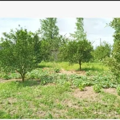 زمین باغی در کوشک
