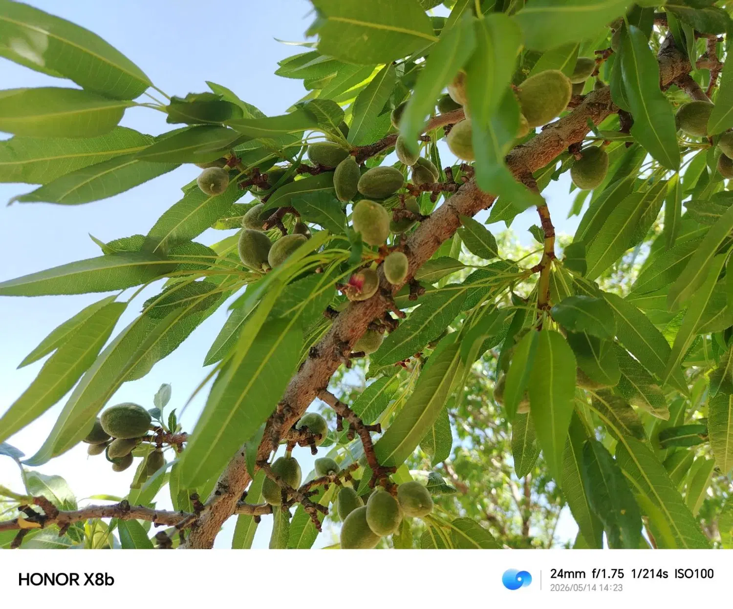 زمین 4هزار متری درختای بادام.روستای مارکده