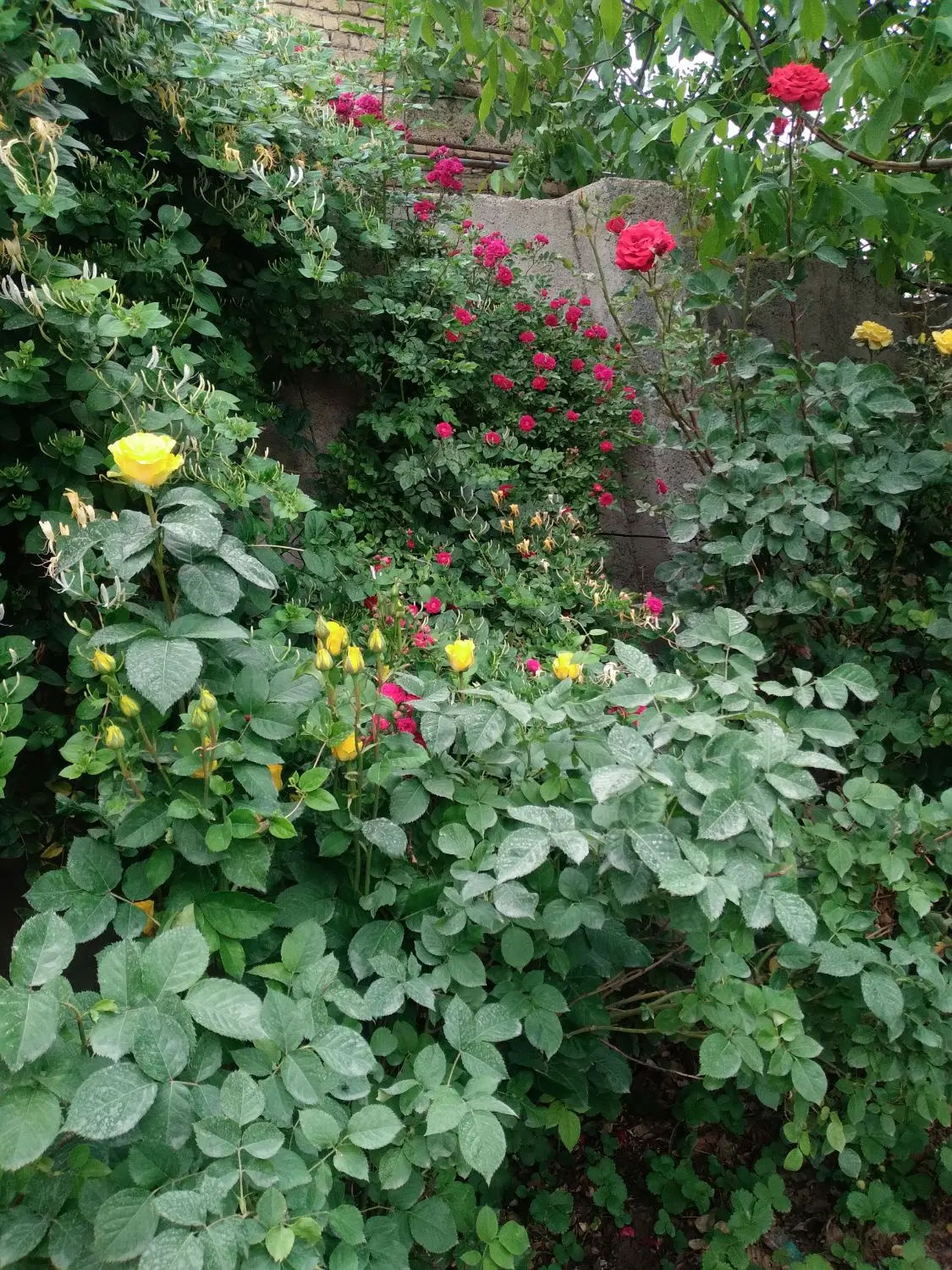 خانه باغ ویلایی