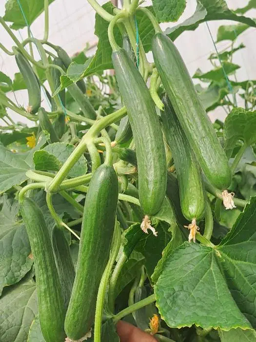 گلخانه ۵ کله ۱۰ پایه روستای زه مرکزی