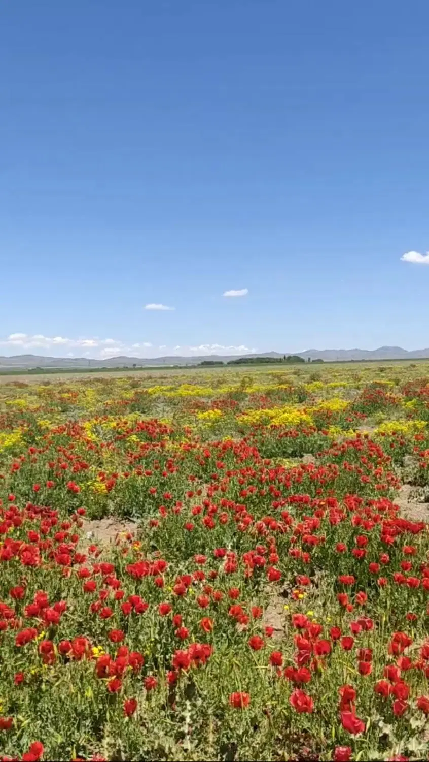 زمین صنعتی مخصوص کارگاه و سوله