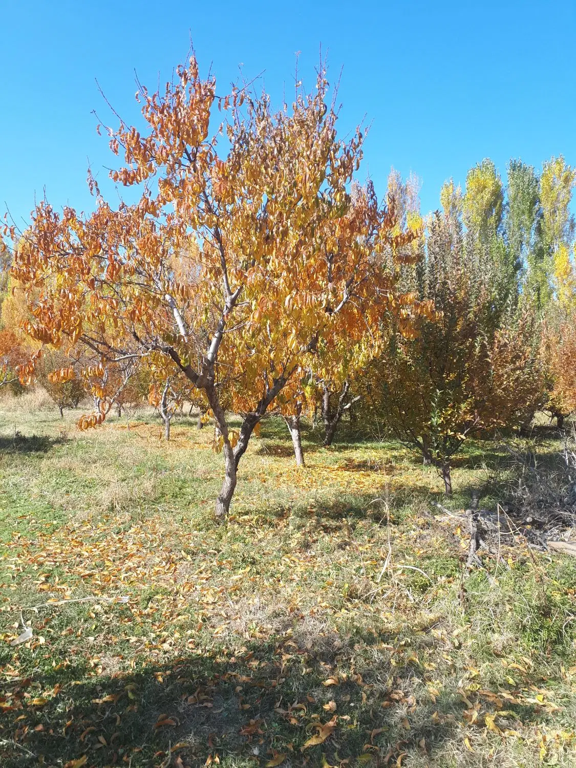 باغ الوان اردوشاهی
