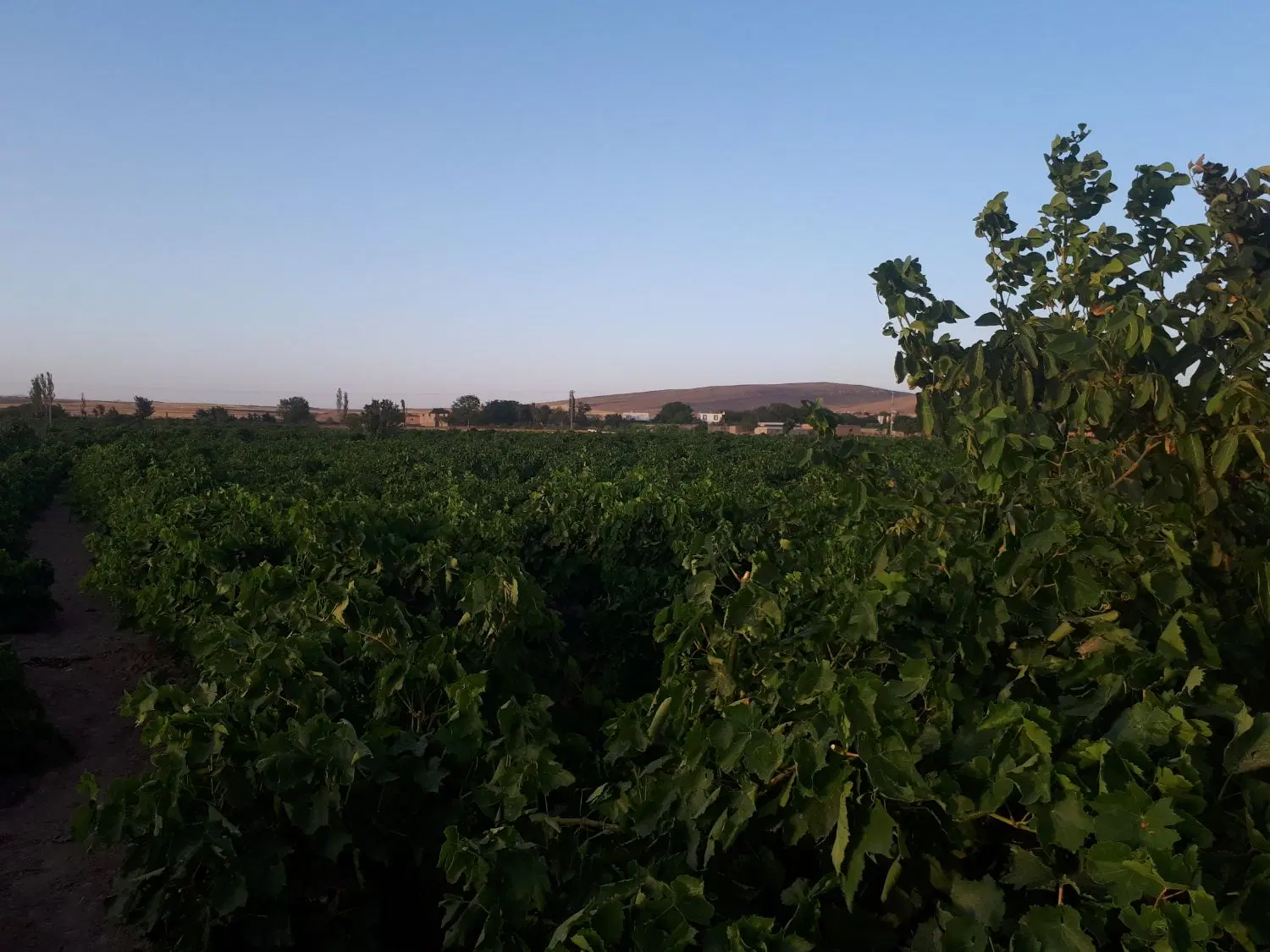 باغ انگور