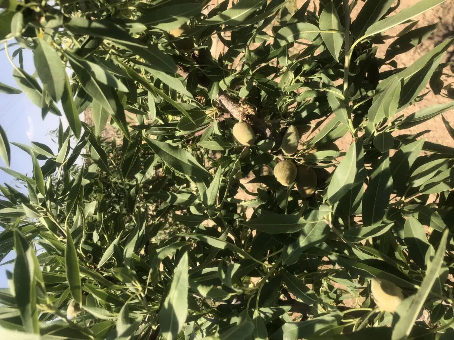 باغ ویلا جاده میقان پشت باشگاه سوارکاری