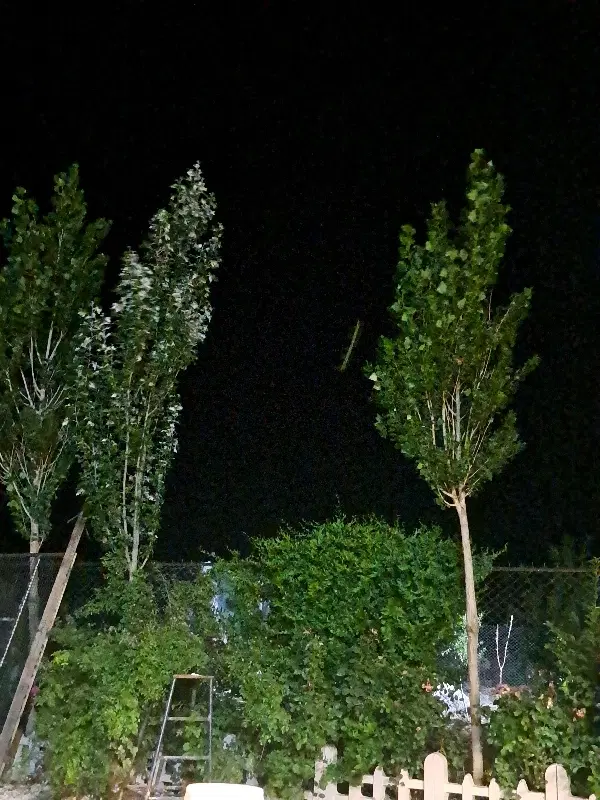 باغ سیمین