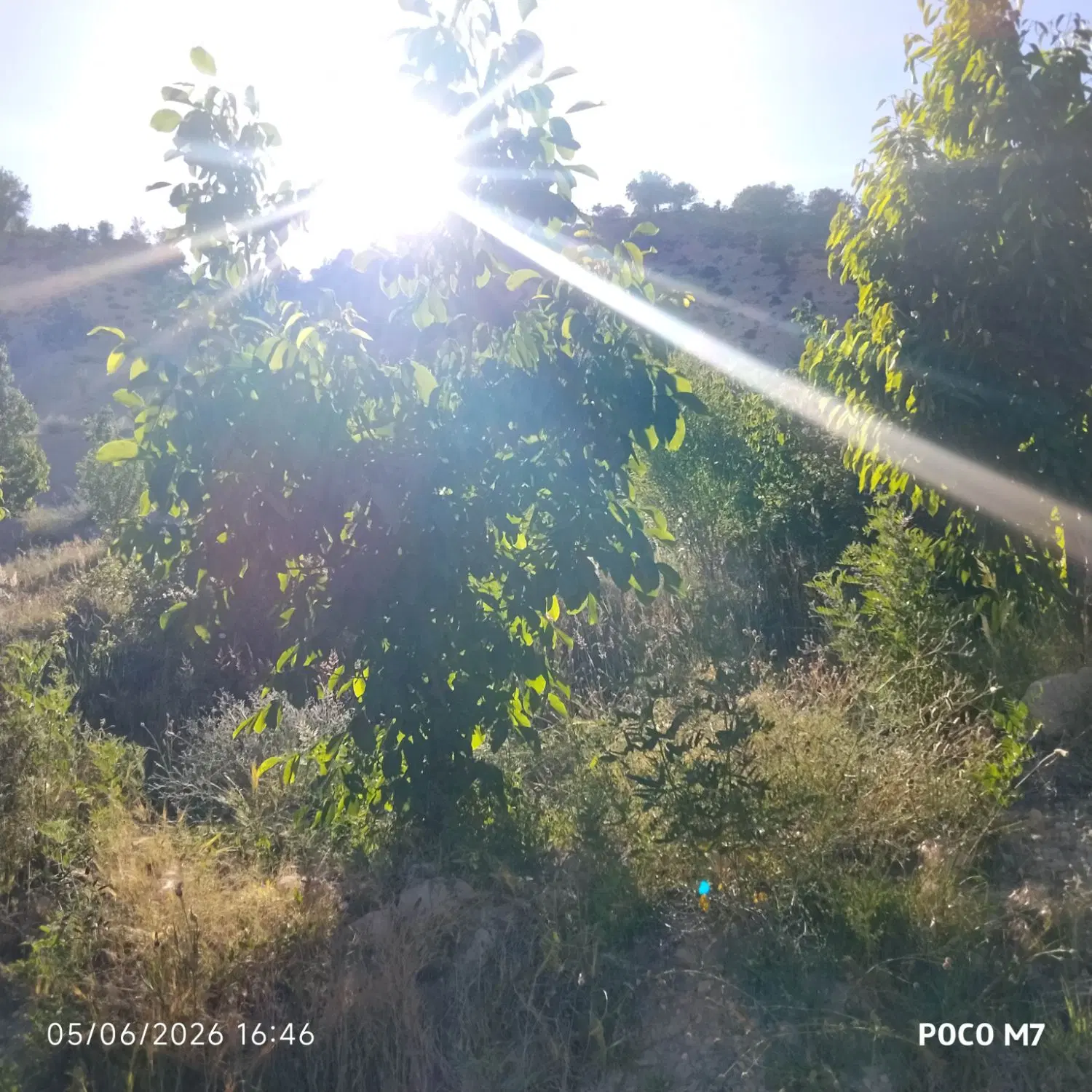 فروش باغ گنجگان یاسوج