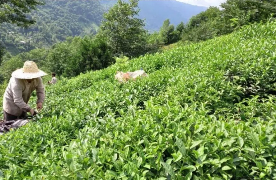 باغ چای