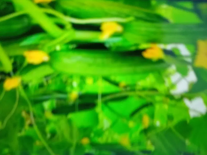 گلخونه اجاره ای