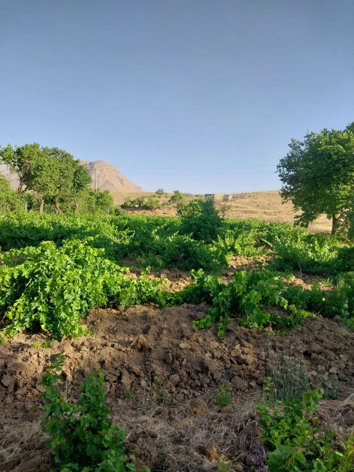 ۲۰۰متر زمین ملارد قپچاق