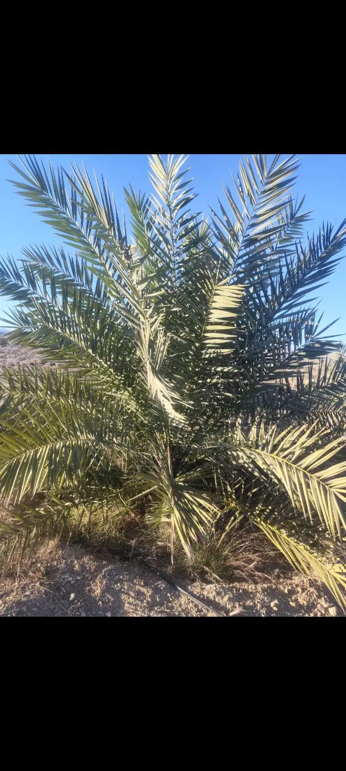 ملک خرما پیارم واقع در باینوج
