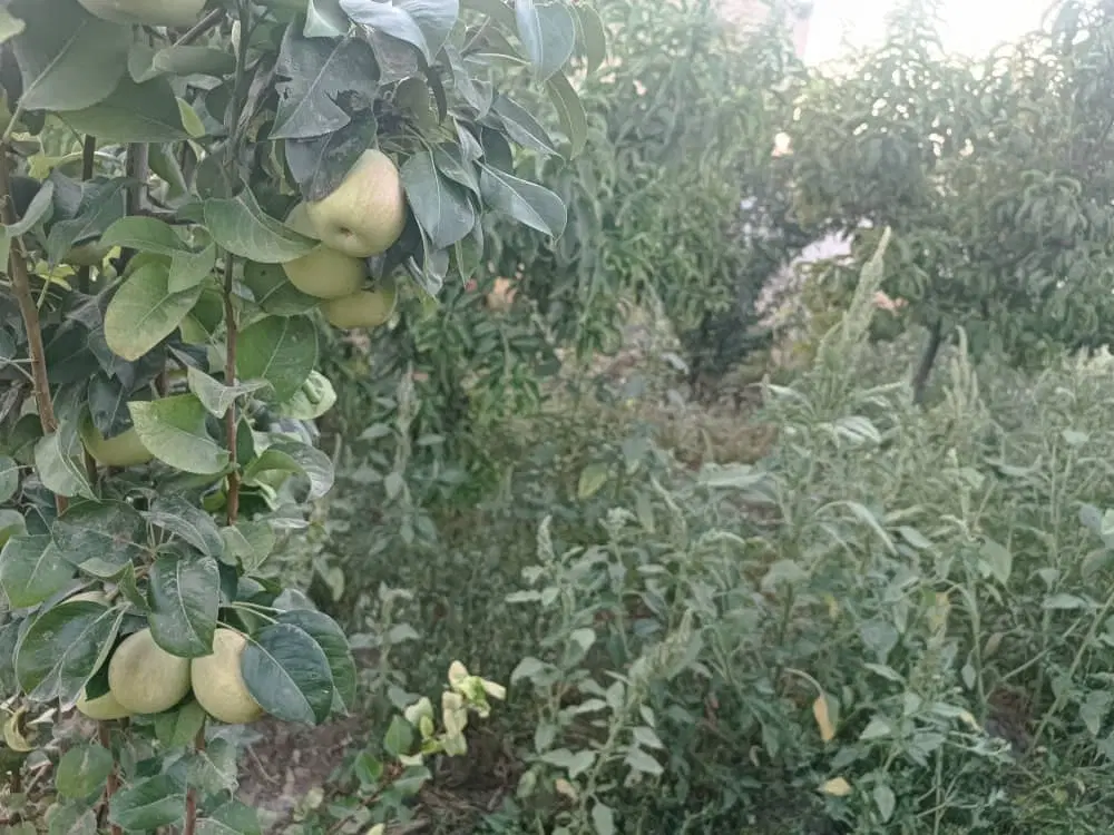 450متر باغ ۱۰ ساله سهیلیه زعفرانیه
