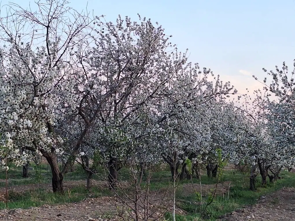 ۱۰۰۰متر خوشنام سندتک‌برگ عرصه وعیان