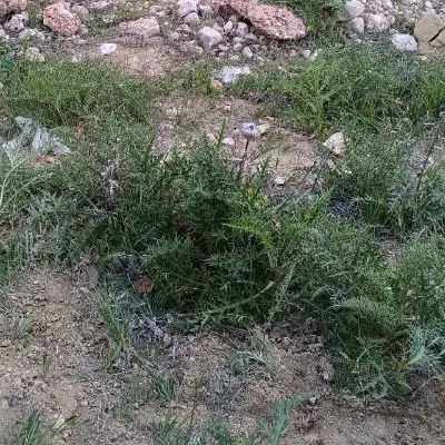 معاوضه زمین تجاری با خانه کلنگی در شاهد ها