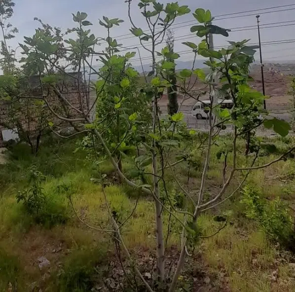 باغچه  شهرک تماشا