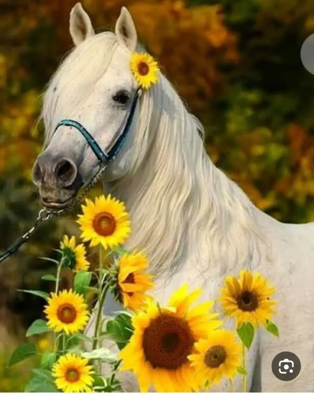 اجاره اسطبل اسب