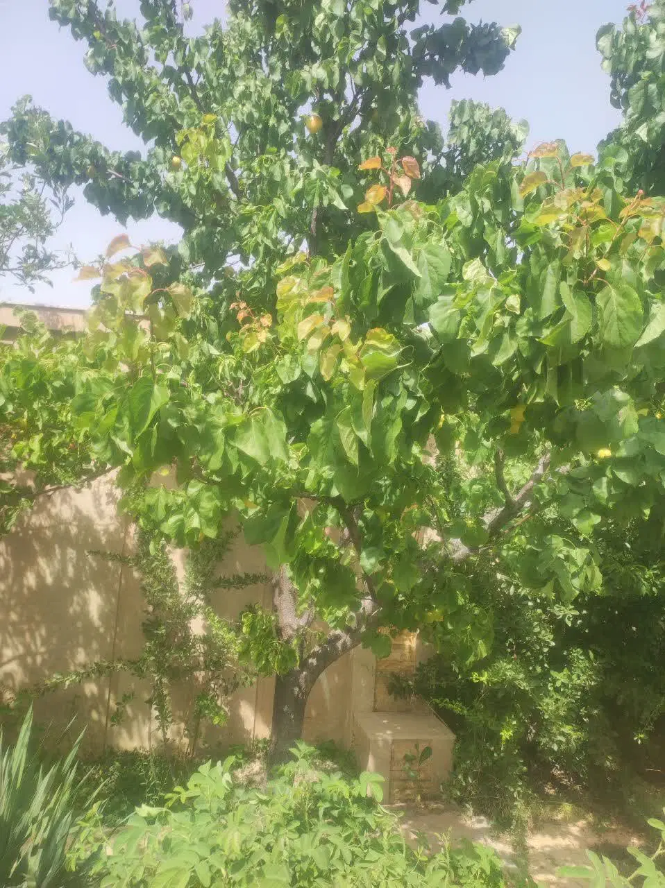 زمین هزار متری نیلوفر کاهو