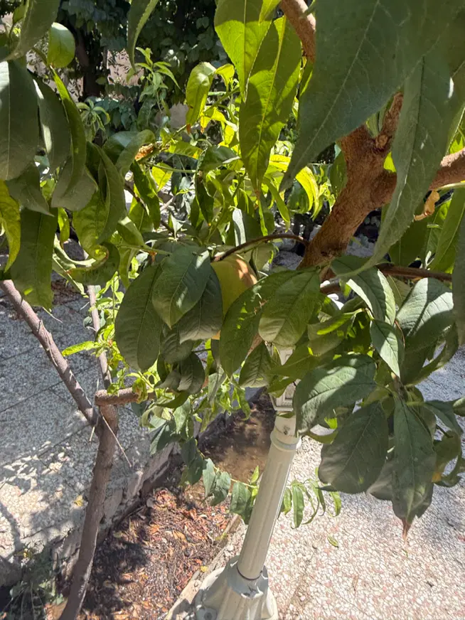 ۱۲۵ متری ۳ خوابه جنت آباد جنوبی ۳ ساله کلید نخورده