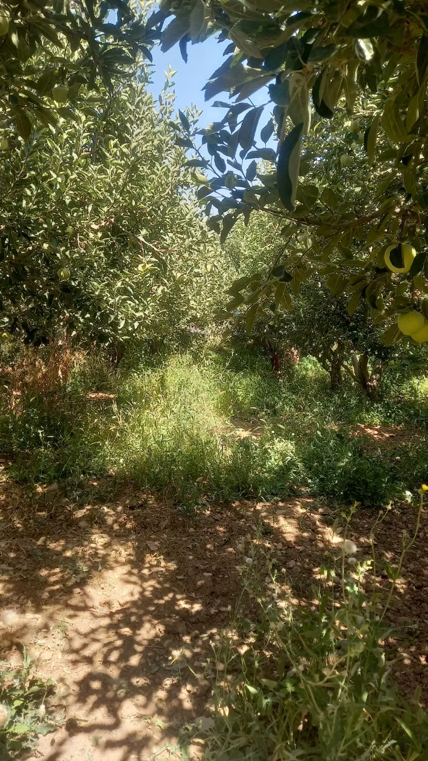 فروش زمین گلنگی ۱۵۲۰