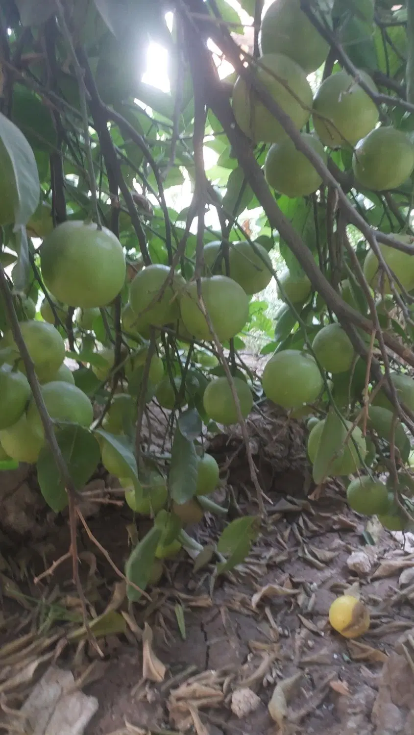 اجاره مرکبات
