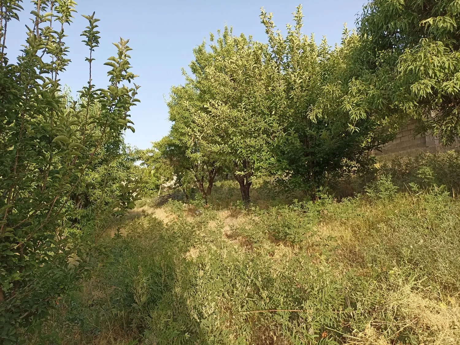 باغ مجتمع گلدشت سیاه دارنگون
