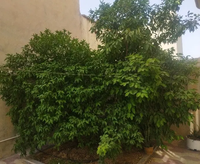 رهن و اجاره اداری
