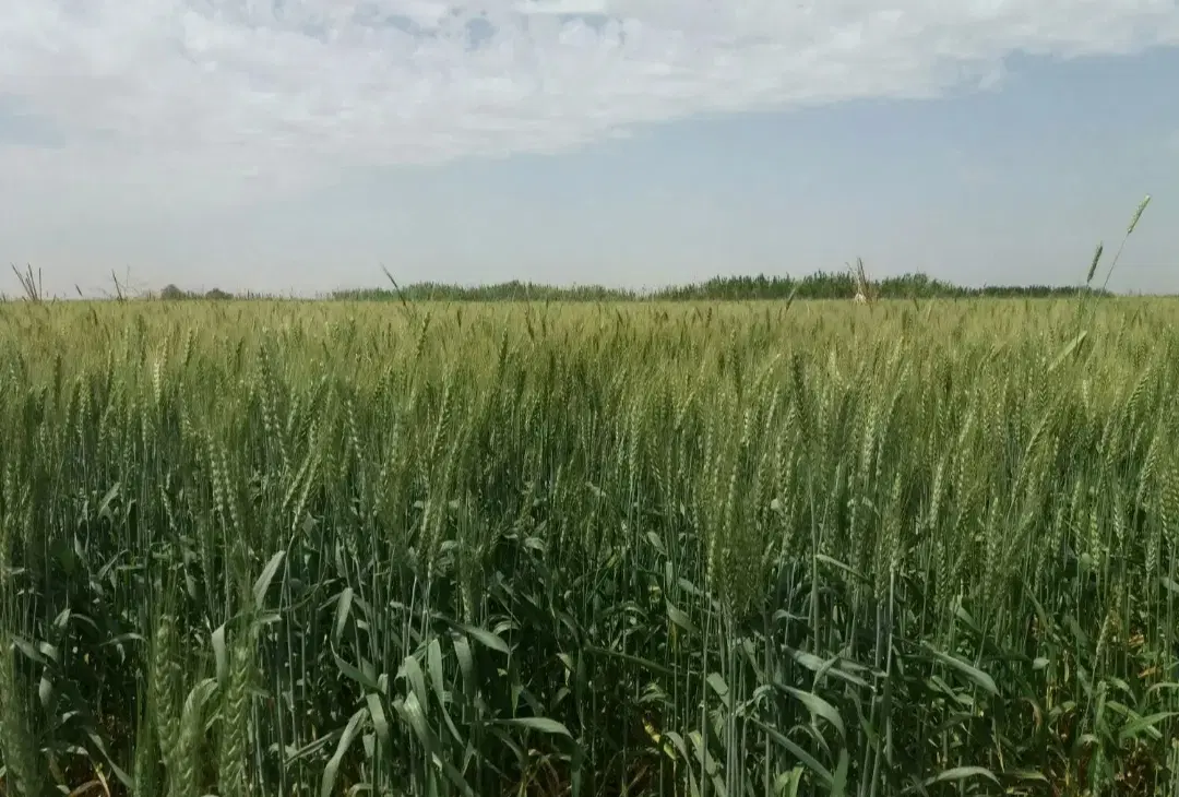 فروش زمین کشاورزی