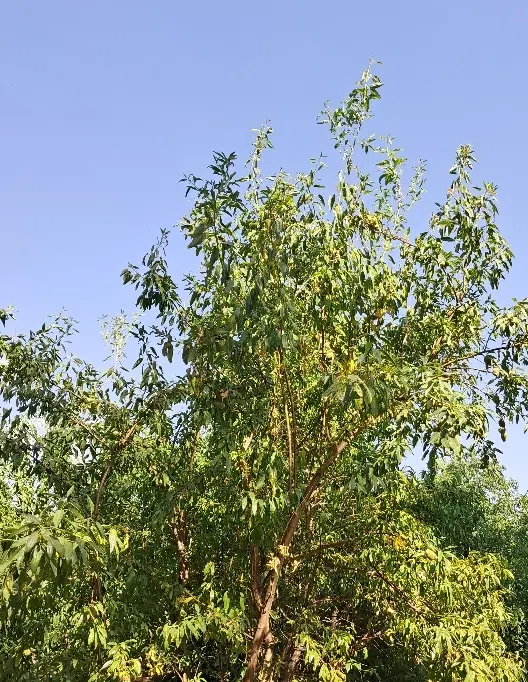 باغ انگور