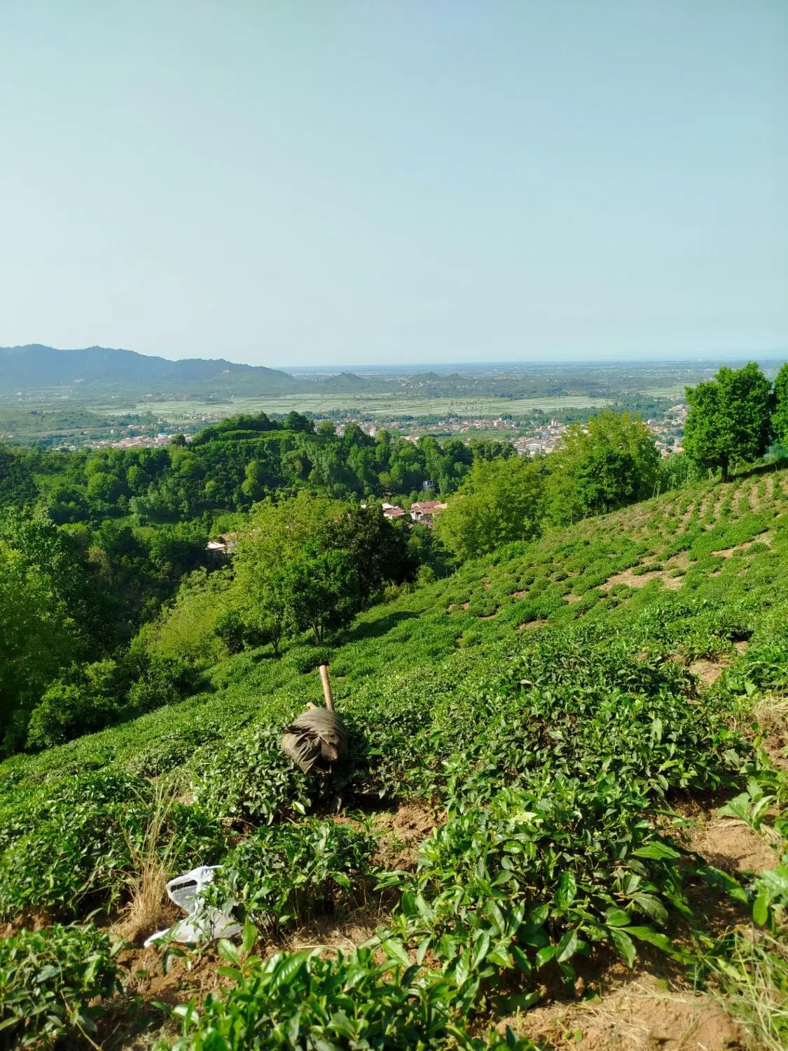 باغ چی و مرکبات