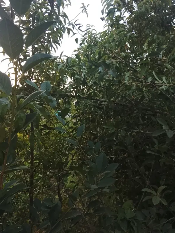 باغچه سیب