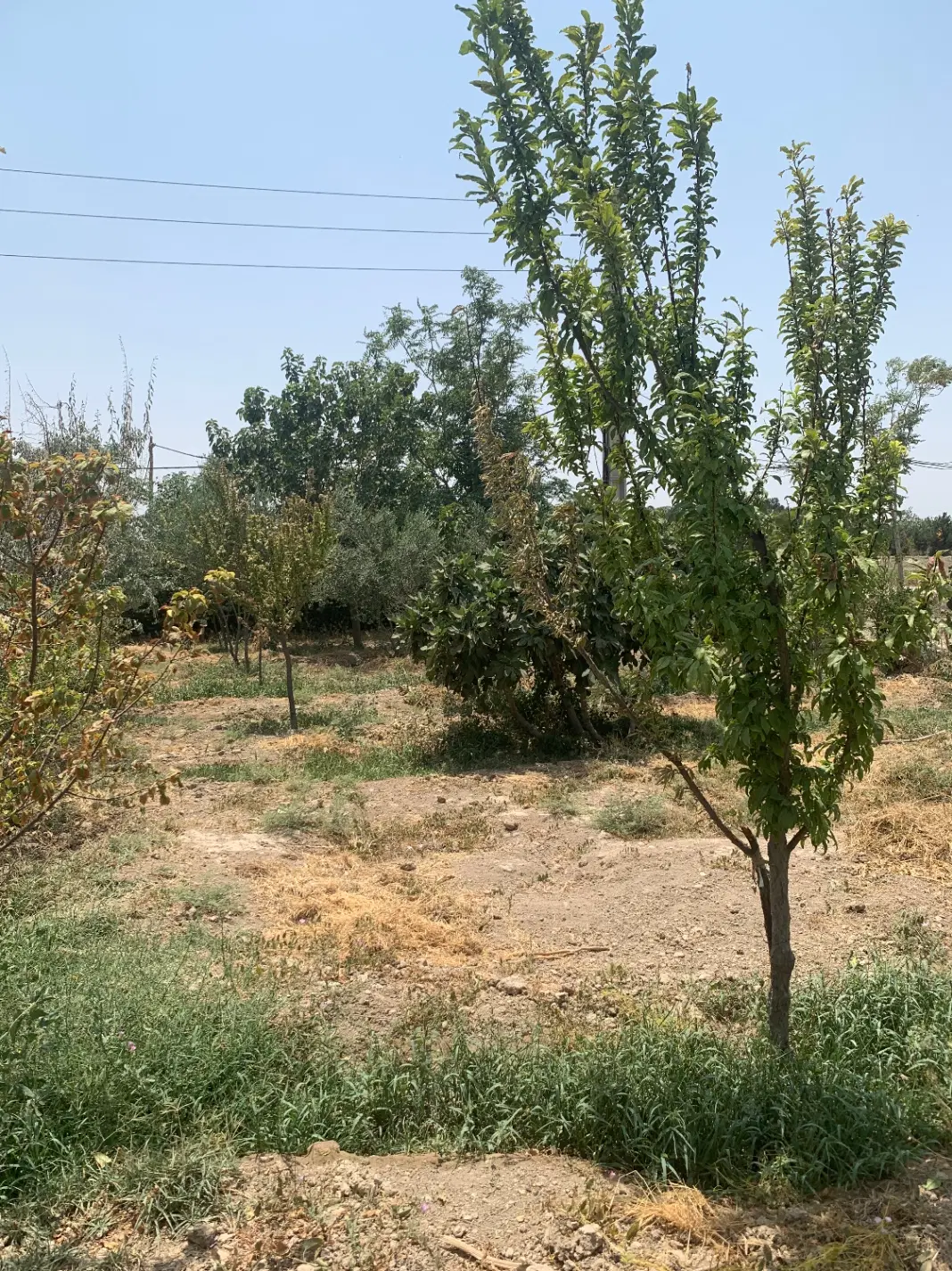 باغچه