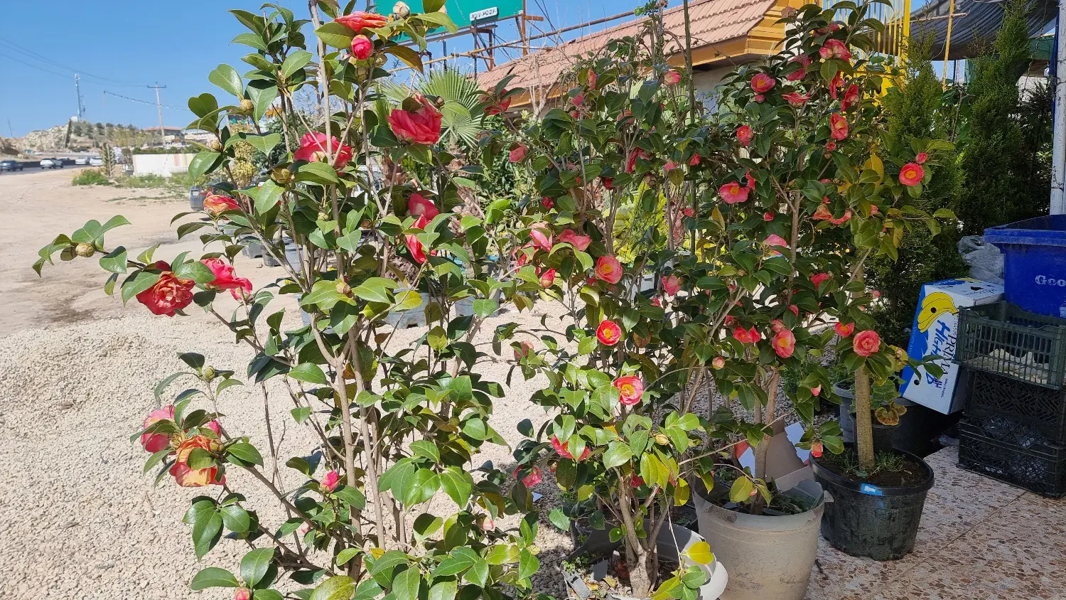 فروش باغشهری مسکونی صدرا قصر سبز