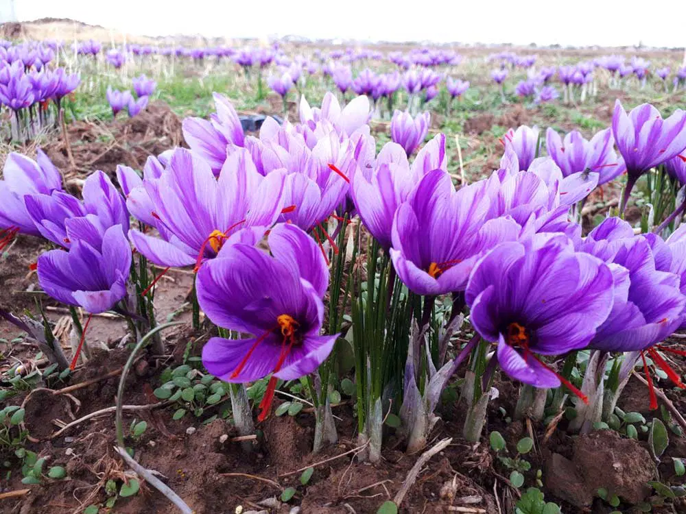 اجاره زمین برای کشت زعفران