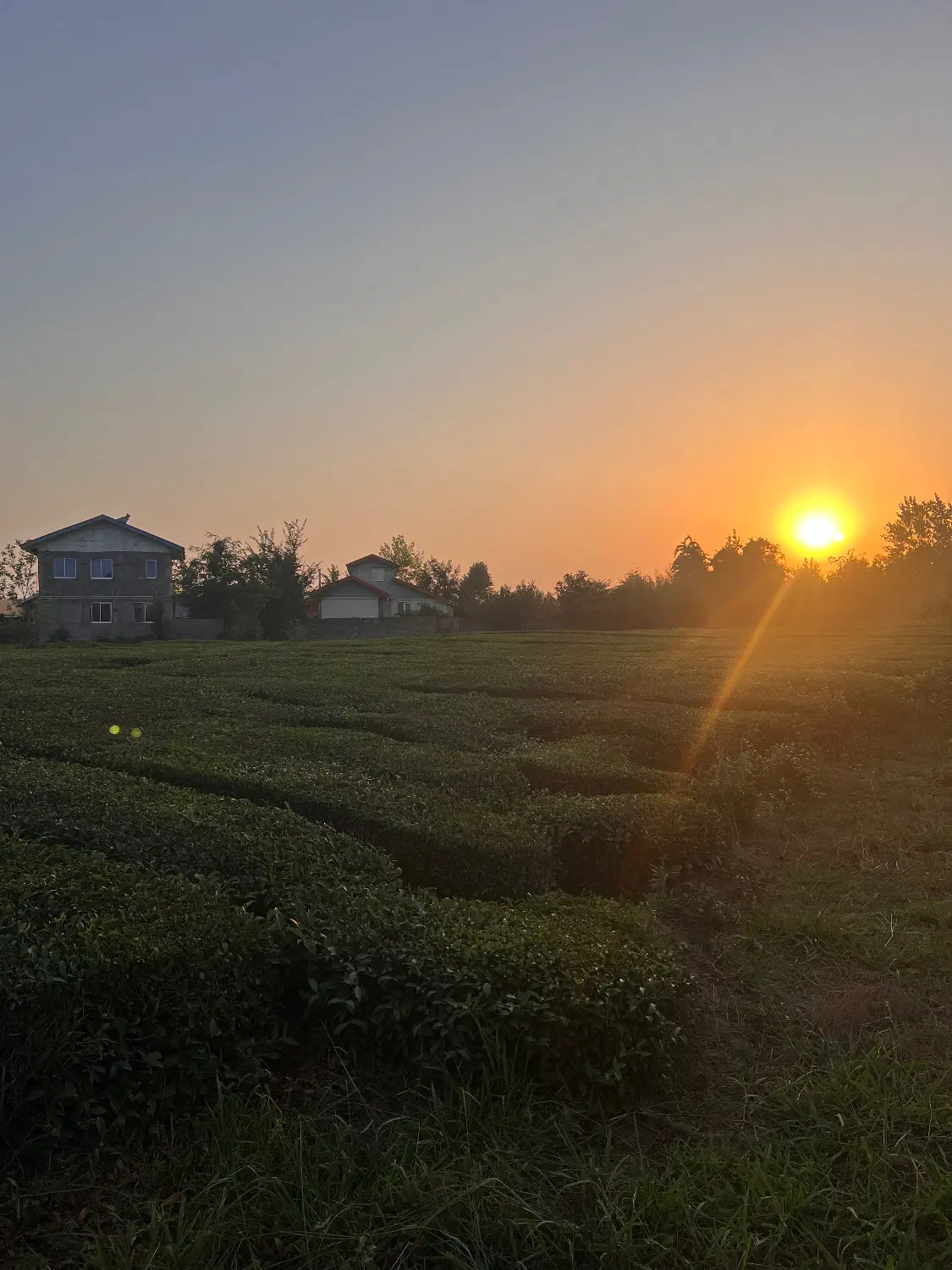 فروش باغ چای در آستانه اشرفیه، روستای امیرهنده