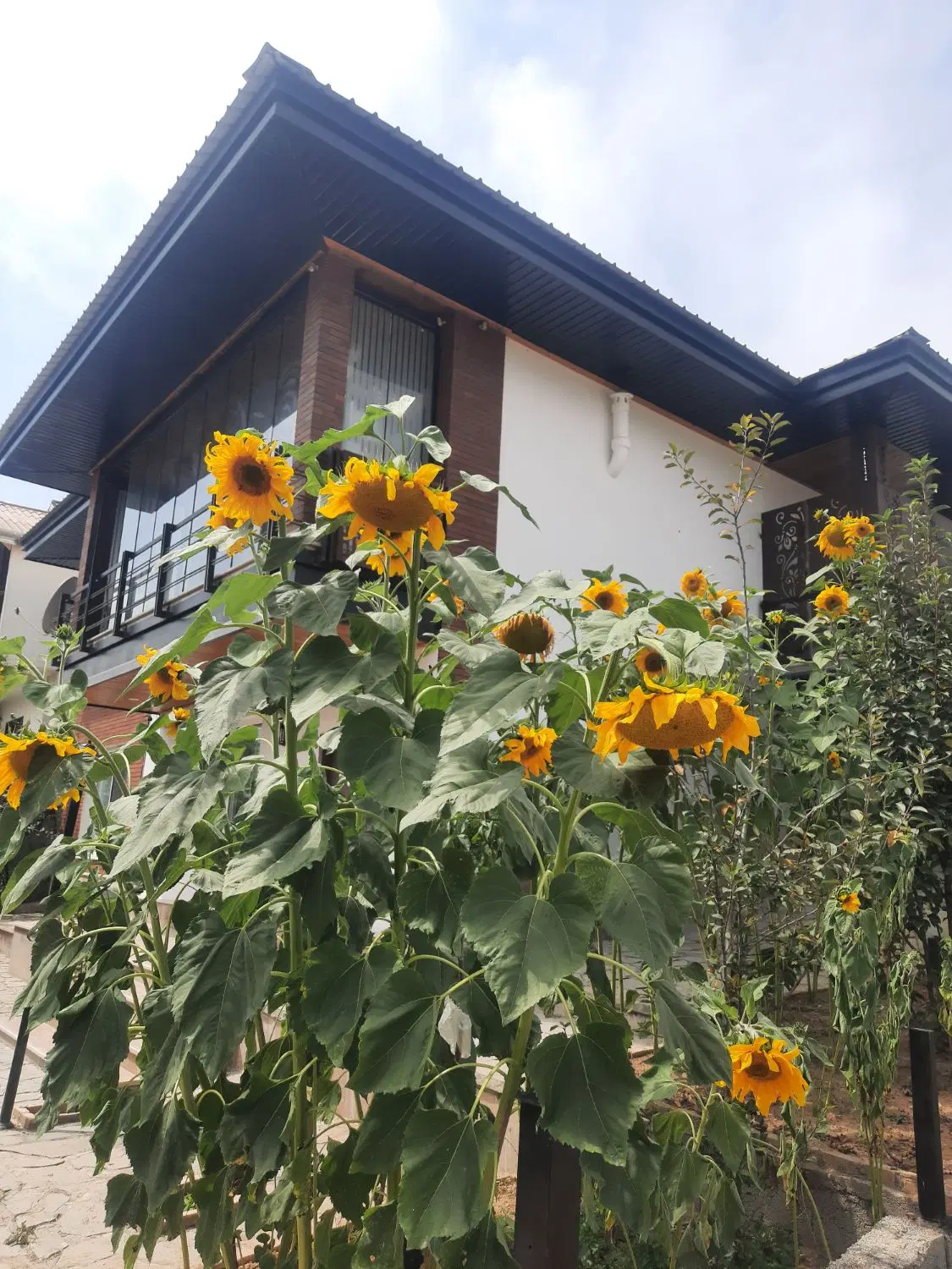 ویلای مدرن و فول مبله شهرکی  (جنگلی - کوهستانی)