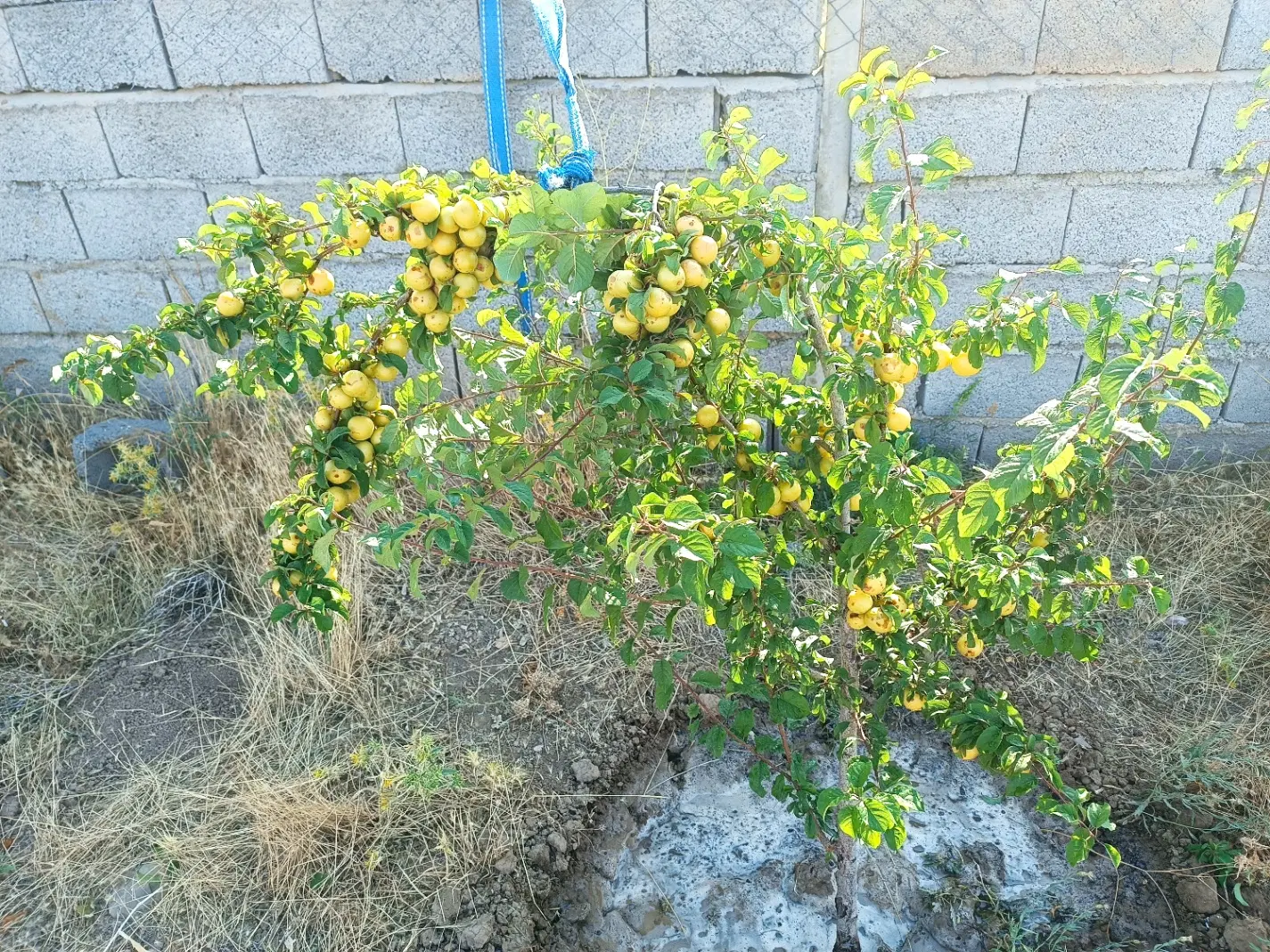 باغ