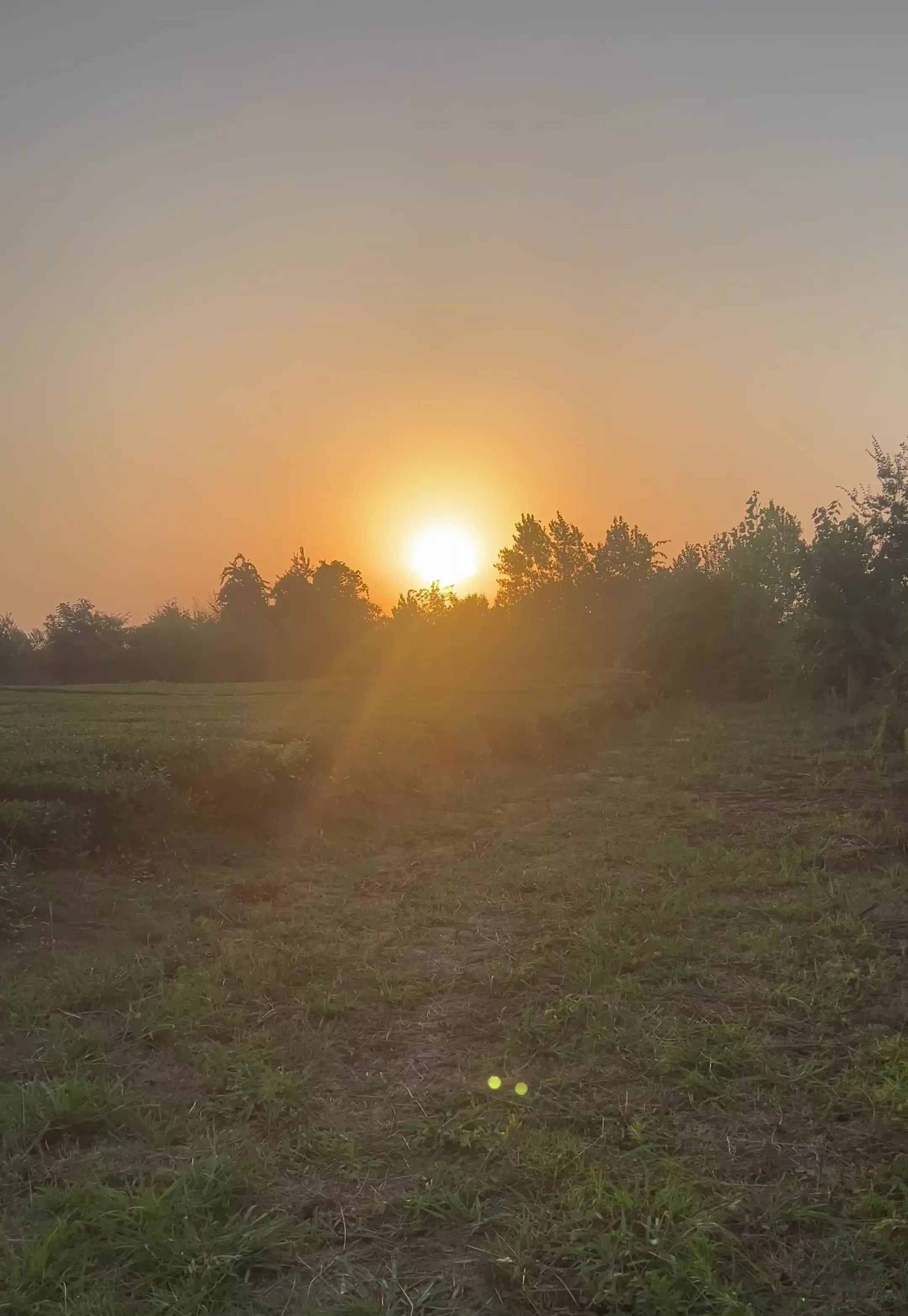 باغ چای در آستانه اشرفیه، روستای امیرهنده