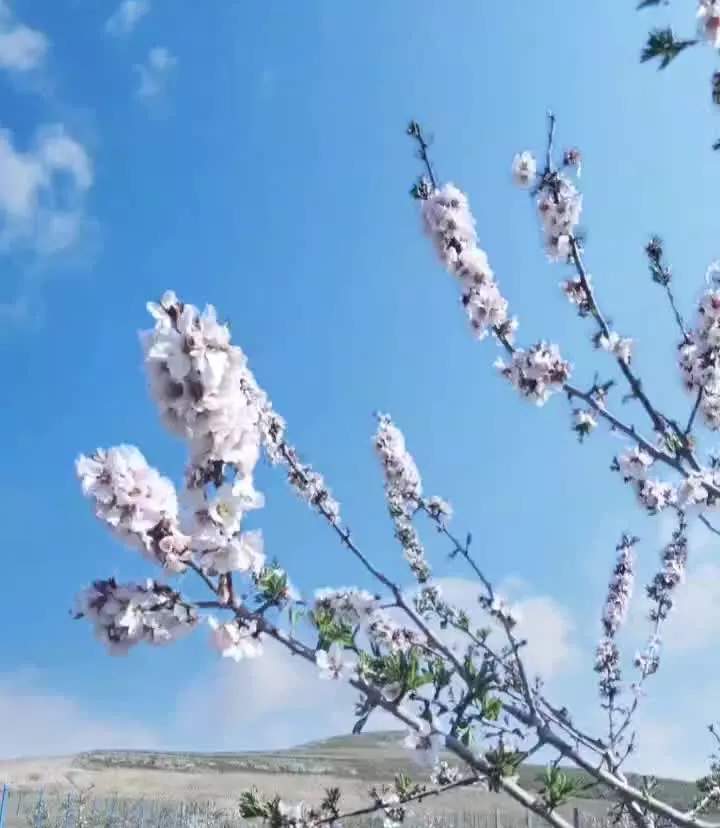 فروش یک قطعه زمین باغ