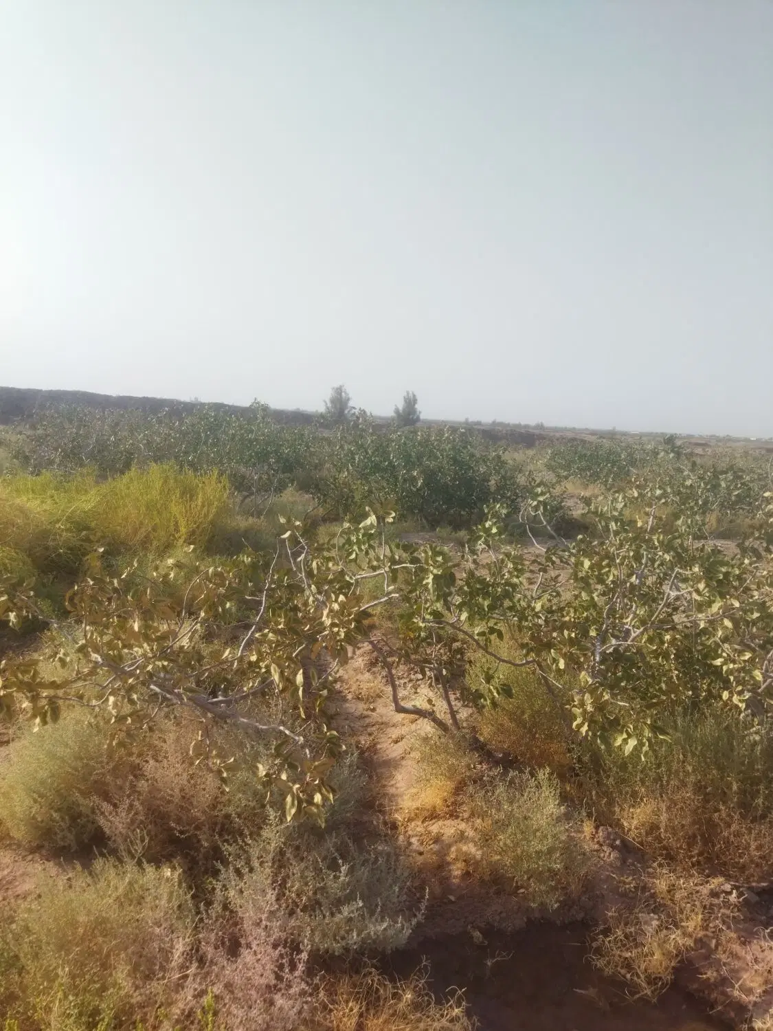 فروش زمین پسته