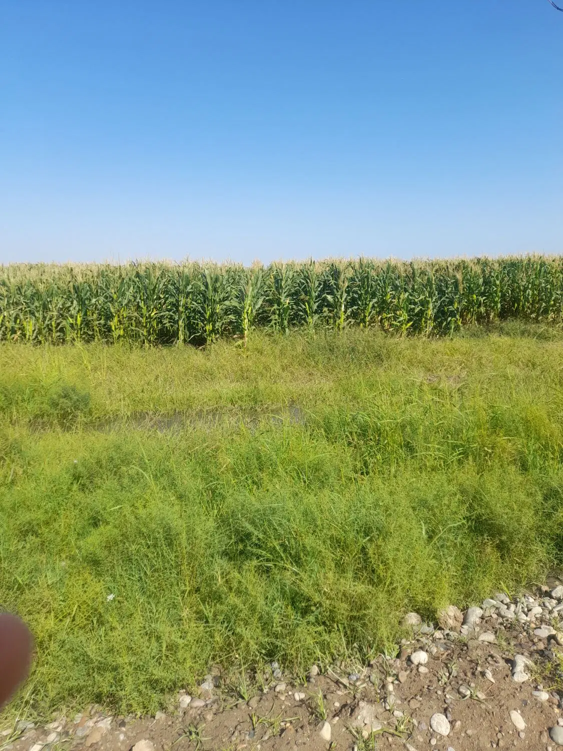 زمین کشاورزی ابی پنج هکتار